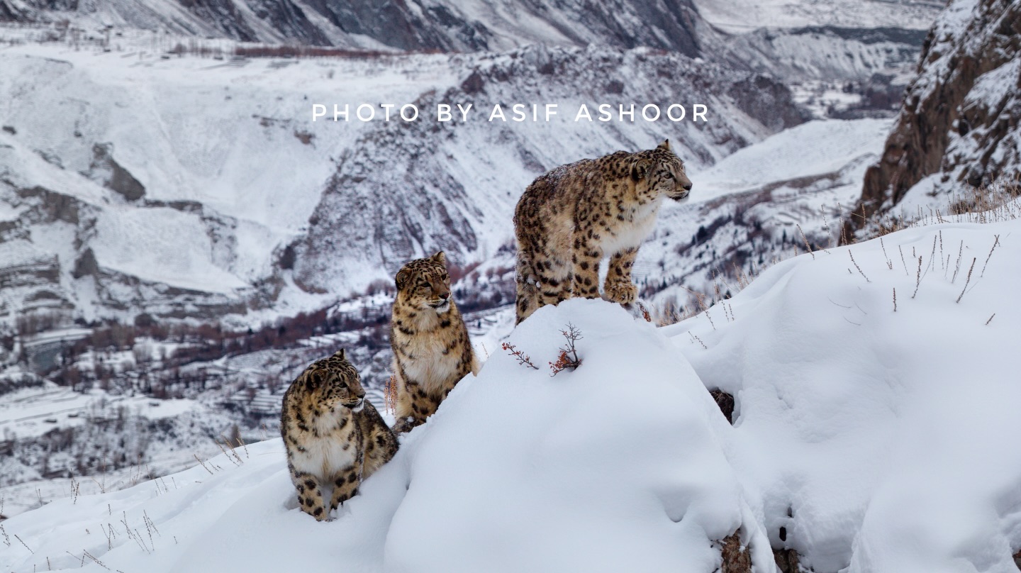 Snow Leopard Expedition