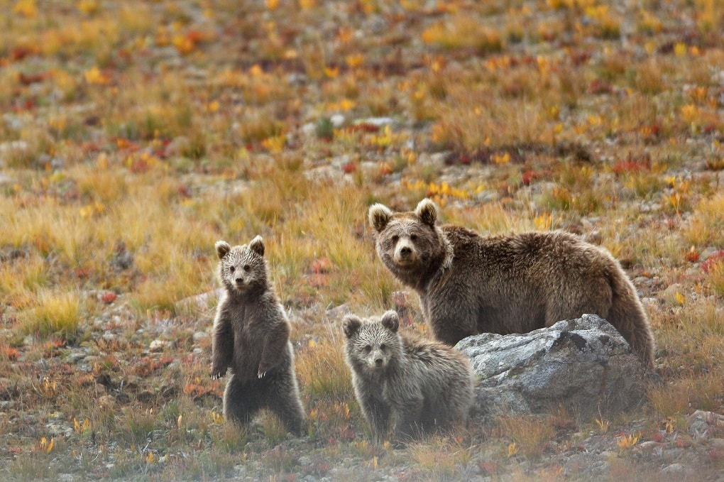 Brown Bear Tour