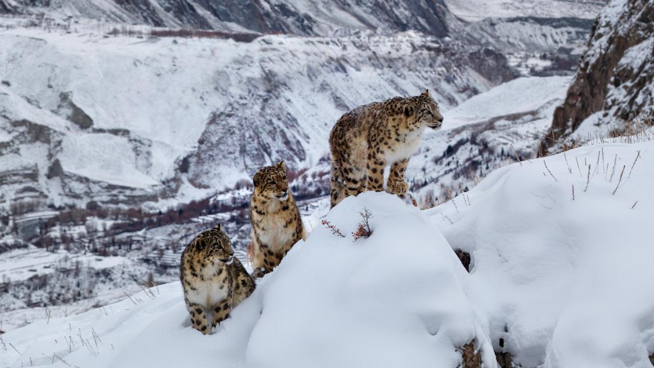 Snow Leopards in Hushe Valley Baltistan
